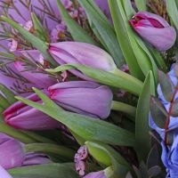 Блакитна гортензія і тюльпани Прага