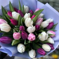 35 тюльпанов микс Рукла