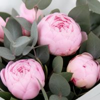 7 розовых пионов Лос-Кабос