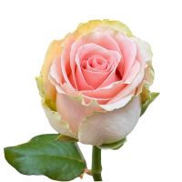 Peach rose per piece Doris Day 60sm Ri