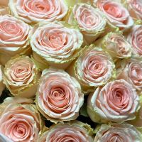 Peach rose per piece Doris Day 60sm Ri