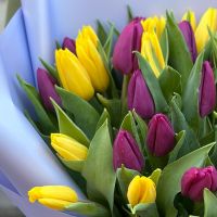 25 yellow and purple tulips Ri