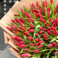 151 red tulips Morin-Heights