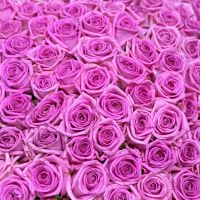 101 pink roses in a box Voronezh (Ukraine)