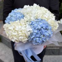 Tender hydrangeas in a box 5pcs Yalanets