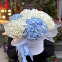 Tender hydrangeas in a box 5pcs Kalysh