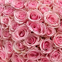 101 pink roses Kenia Lybni