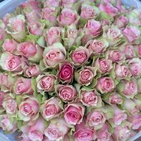 101 pink roses Kenia Skien