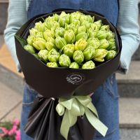 51 тюльпан Verona Рі