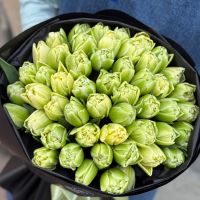 51 тюльпан Verona Рі