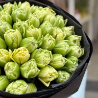 51 тюльпан Verona Рі