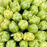 51 тюльпан Verona Рі