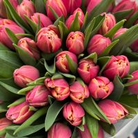 51 тюльпан Columbus Рі