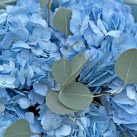 Bouquet 5 blue hydrangeas Belozerka