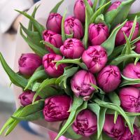 25 піоновидних тюльпанів К'янчіано-Терме