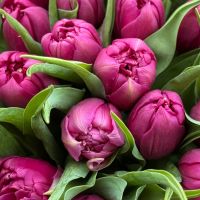 25 піоновидних тюльпанів К'янчіано-Терме