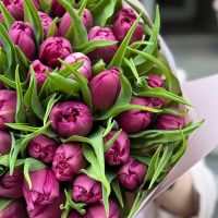 51 peony tulips Kyiv (Kiev)