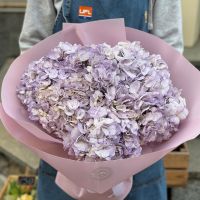 Букет 9 лавандових гортензій Гамільтон (Нова Зеландія)