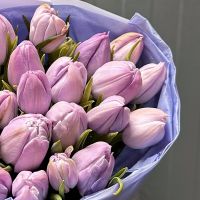 25 lavender tulips Kyiv (Kiev)