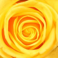 Букет Золотые нотки + доставка Лима