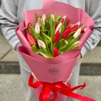 25 red and pink tulips Antalia