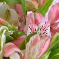 Magic Fireworks with vase Kyiv (Kiev)