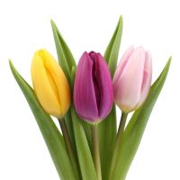  Букет Тюльпаны поштучно Рукла
                            