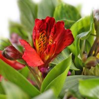  Bouquet Spring tenderness Ternopol
                                