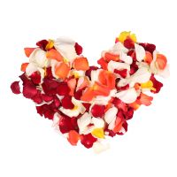 Multi-colored rose petals Virginia Water