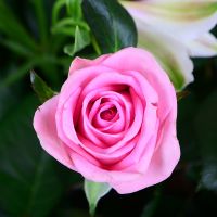 Bouquet of flowers Amazon Uzhgorod
                            