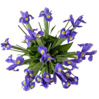  Bouquet Heaven field Fastov
                                
