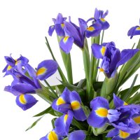  Bouquet Heaven field Fastov
                                