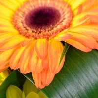 Bouquet of flowers Sundog Cherkassy
                                