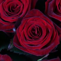 35 roses Odessa Truskavets