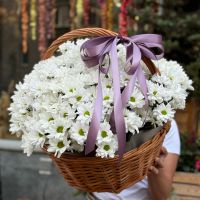 Ромашковое поле хризантеми 25шт Бассин