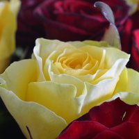 Bouquet of flowers Renaissance+champagne Poltava
                                