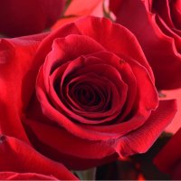 11 premium roses Aleksandriya (Україна)