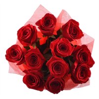 11 premium roses Aleksandriya (Україна)