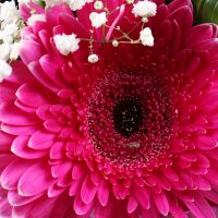 Bouquet of flowers Feelings Khmelnitsky
                                