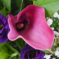 Bouquet of flowers Compliment Kharkov
                                