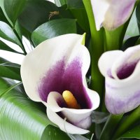 Букет цветов Каллы Кременчуг
                            