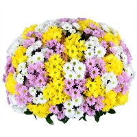 Basket of mix chrysanthemum Kharkov