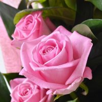 Розовая роза 50см Ирпень