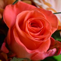 Bouquet New York Sumy
                                