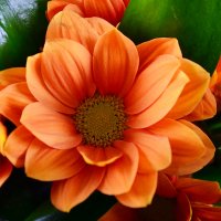 Букет цветов Барселона Киев
                            