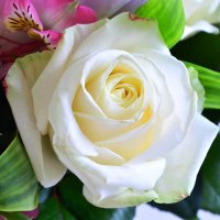 Букет цветов Нежный Цюрих
                            