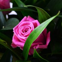 Bouquet of flowers Virgo Kropyvnytskyi
                            