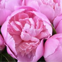  Bouquet Pink peonies Benevento
                            