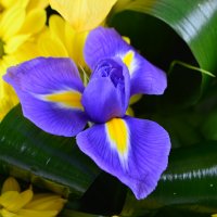 Bouquet of flowers Ukraine Bishkek
                            