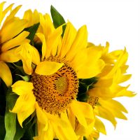  Bouquet Of sunflowers Uzhgorod
                                